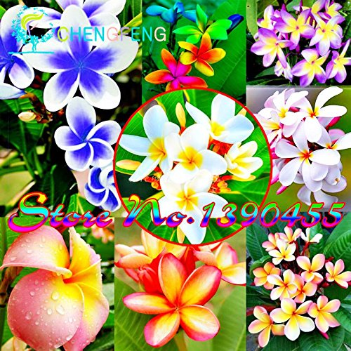 50pcs / bag Plumeria (Frangipani, Hawaiikette Blume) Samen Seltene exotische Blumensamen Egg Blumensamen von SVI