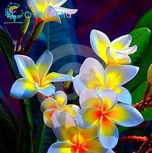 50pcs / bag Plumeria (Frangipani, Hawaiikette Blume) Samen Seltene exotische Blumensamen Egg Blumensamen von SVI