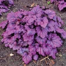 50pcs / lot Heuchera Seed Coral Blume Purpurglöckchen Bunte Blatt Bonsai Pflanze DIY Hausgarten-Seeds * Schöne Pot von SVI