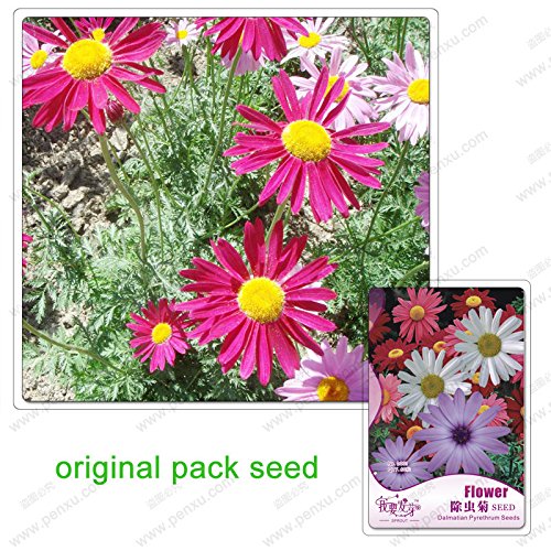 60 Samen/Pack, Dalmatiner Pyrethrum Samen, Pyrethrum cinerariifolium Samen, Chrysantheme, Balkon Topf von SVI