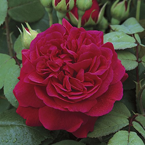 ADB Inc Rare ‚Tess von den d'Urbervilles‘ Rose Pflanze Blumensamen Klettern Dunkelrot ADB Inc Rare ‚Tess von den d'Urbervilles‘ Rose Pflanze Blumensamen Klettern Dunkelrot von SVI