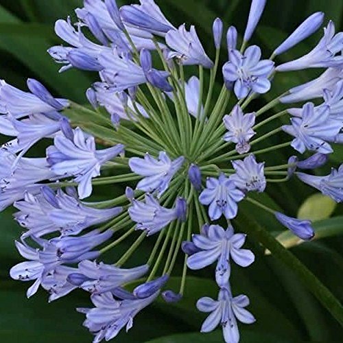 AGAPANTHUS africanus blaue afrikanische Lilie des nil Samt von SVI