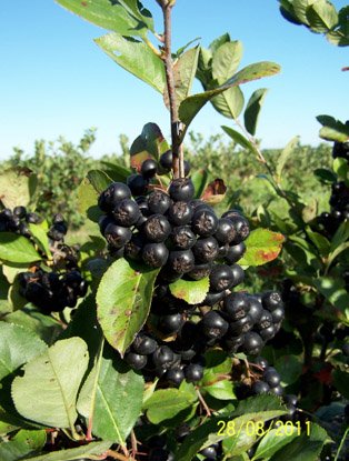 ARONIA BERRY Hardy india Superberry with Benefits Galore! ~ Aronia!"Aronia melanocarpa" 10+ Perennial Fruchtsamen! von SVI