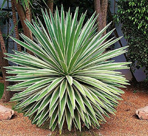 Agave angustifolia bunte exotische saftige seltener Kaktus Samenpflanze 100 SEEDS von SVI