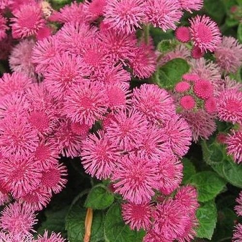 Ageratum Rosa Blumensamen (Ageratum Mexicanum Pink) 200 + Seeds von SVI