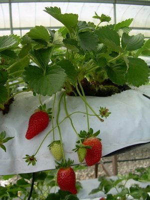 Alpine Strawberry Alexandria 30 Samen pro Packung von SVI