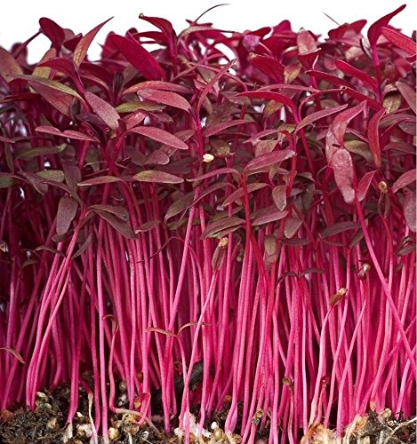 Amaranth Red Garnet Sprießen (select 1000 Samen) Microgreens von SVI