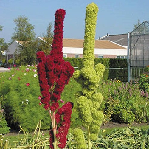 Amaranthus Cruentus Prinzen Feder-Blumen-Anlage 20 Samen Rot + Grün PACK - RARE von SVI