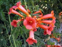 Amerikanische Klettertrompete Trompete-Blumen-Rebe Samen Cluster von orange Trompete-Blumen (10) von SVI