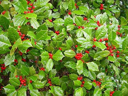 Amerikanische Stechpalme, Ilex Opaca, Baum 30 Samen von SVI