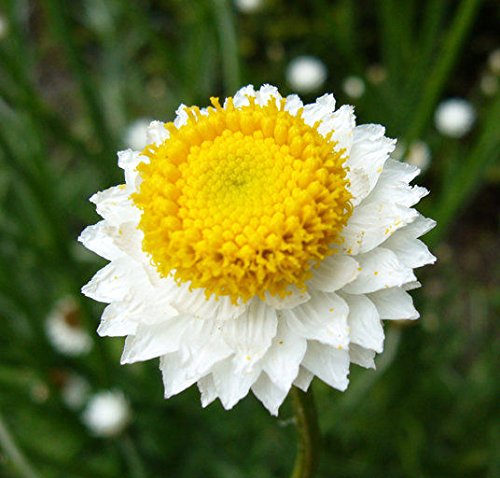 Ammobium Winged Everlasting Blumensamen (Papierknöpfchen Grandiflorum) 200 + Seeds von SVI