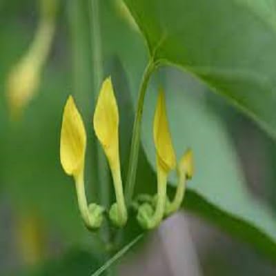 Aristolochia clematitis | Europäische Osterluzei | Asarabacca | 10_Seeds von SVI
