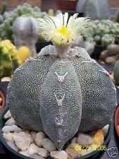 Astrophytum myriostigma ONZUKA Exotic Japan Sorte Cacti Rare Cactus 100 Samen von SVI