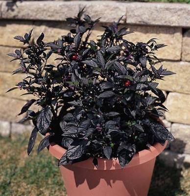 BLACK PEARL HOT PEPPER 20 SEEDS sehr dekorative Pflanze essbar HOT PEPPERS von SVI