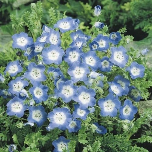 Baby Blue Eyes (Nemophila Menziesii) - 200 Samen von SVI