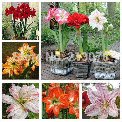 Barbados Lilie, Amaryllis-Blüte, Amaryllis Samen - 100pcs von SVI