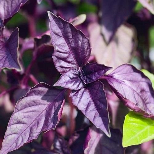 Basil Dark Opal Zierkräutersamen (Ocimum Basilicum) 50 + Seeds von SVI