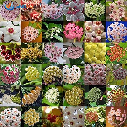 Beförderung! 50 PC/Beutel, Hoya Samen, Diy Topfpflanzen, Indoor/Outdoor-Topf Samen-Keimung von 95% Mischfarben - Arcis New von SVI