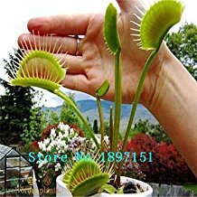 Big Verkauf Dionaea Samen Muscipula Riesen Clip Venusfliegenfalle Samen 300PCS Blumensamen von SVI
