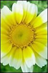 Bio-Chrysantheme, Shungiku Samen Essbare Gesundheit! von SVI