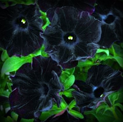 Black Velvet Petunie Seed Pack 100 Stratisfied Seeds von SVI