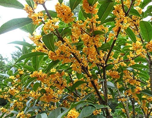 Bloom Green Co. 100 PC-Bonsai Osmanthus Fragrans Blumen SÃŸe Olivenbaum Garten Tpfe Zierpflanze mehrjhrigen Pflanzen im Freien Start Waren zum Verkauf: A10-20pcs von SVI