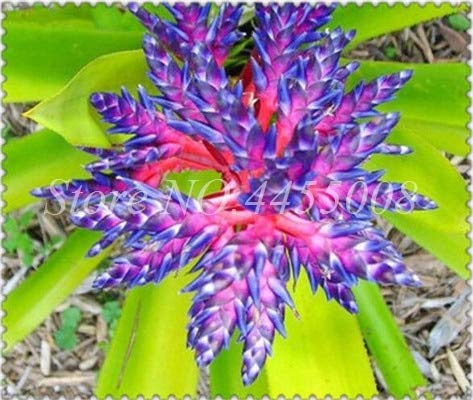 Bloom Green Co. Rare Lila Bromelie Tillandsia Bulbosa Luft-Pflanze Sehr leicht Wachsende Faule Pflanze Bonsai SeedFor Hausgarten-100 PC: 17 von SVI