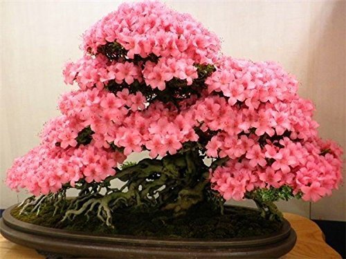 Bonsai-Baum japanischen Sakura-Samen 10 Samen / pack, Bonsai-Blume Kirschblüten von SVI