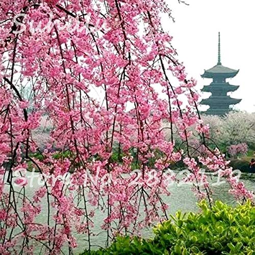 Bonsai Kletterpflanze Rosa Zwerg Kirschbaum Samen Garten Blumensamen, Japan Kirsche Köstliche Obst Samen Gartenbau 20 Stücke von SVI