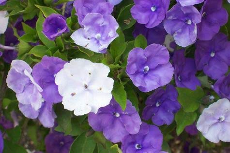 Brunfelsia Pauciflora Gestern Heute und Morgen Samen Lila tropische Blumen von SVI