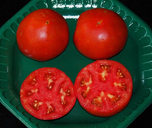CELEBRITY HYBRID TOMATE SEEDSBULK 100 PKT. HEAVY PRODUCERCOMPACT PLANT CELEBRITY HYBRID TOMATE SEEDSBULK 100 PKT. HEAVY PRODUCERCOMPACT PLANT von SVI