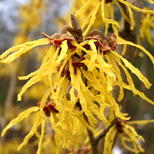 CHINESE Zaubernuss Hamamelis Mollis - 8+ SEEDS von SVI