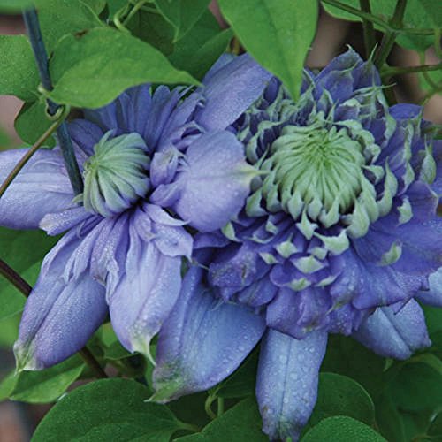 CLEMATIS Blaues Licht Doppel Blüten bewährte Sieger Samen von SVI