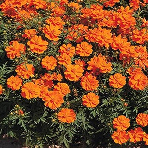 COSMOS (Cosmos Sulphureus) - Orange - 100 Samen von SVI