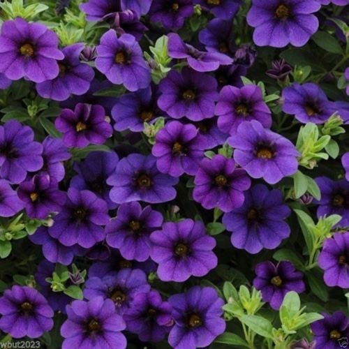 Calibrachoa Kabloom Deep Blue - Blumensamen -Der erste Calibrachoa aus Samen (25 Samen) von SVI