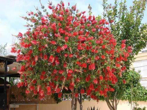 Callistemon citrinus | Lemon Putzer | 20_Seeds von SVI