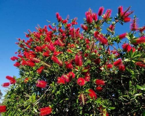 Callistemon citrinus RED Putzer Seeds von SVI