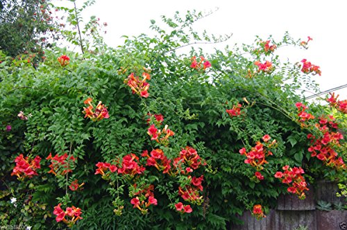 Campsis radicans Samen, (Rote Trompete-Rebe) - Hummingbird Favorit! von SVI
