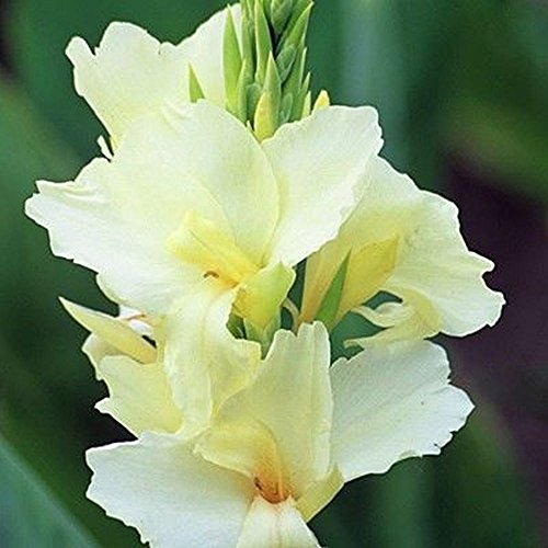 Canna Lilie Tropical weißen Zwerg Pflanze Blume blühen 10, 50, 100, 500, 1000 Samen von SVI