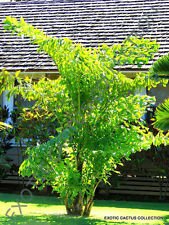 Caryota MITIS Fishtail Palm Exotische seltene Palme Palmen Zier Samen 10 Samen von SVI