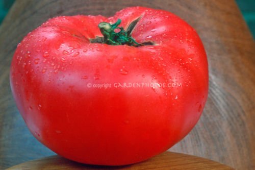 Caspian rosae Tomate (supersweet Erbstück) 30 + frisch Bio-Samen für 2018. von SVI