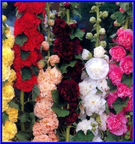 Chater Double Mix Malve 15 Samen Schöne Fluffy Blumen - tolle Farben! Chater Double Mix Malve 15 Samen Schöne Fluffy Blumen - tolle Farben! von SVI