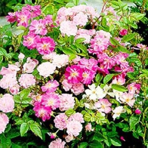 China Rose (Rosa chinensis) Angel Wings 25 Seeds von SVI