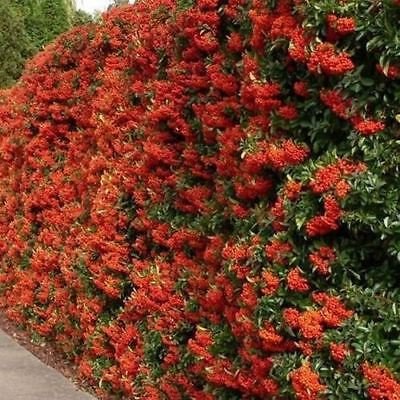 Chinesischer Feuerdorn Bush Seeds (Pyracantha fortuneana) 30 + Seeds von SVI