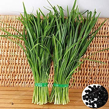 Chinesischer Schnittlauch Samt Nahrhaft Organisch Gesundes Green Food Gemüse Allium tuberosum Knoblauch-Schnittlauch-Seeds Erbstück 100 PCS von SVI