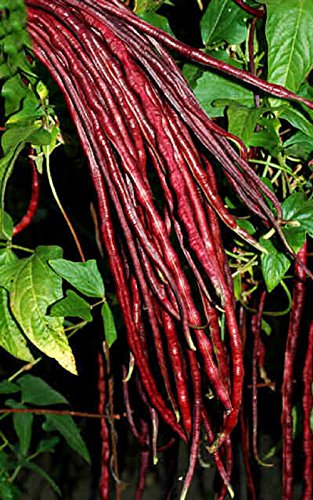 Chinesischer Spargel Yard Langer Pole Bean Red Noodle 20 SEEDS Ertrag Stringless von SVI