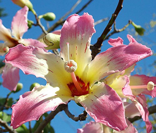 Chorisia speciosa exotische blühende Baum Seide Seide Flasche Kapok seed 10 Samen von exotic_cactus_collection