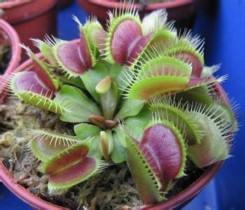 Muscipula Riesen Clip Venus Flytrap Samen 300 Samen / pack Bonsai Familie Topf Garten Dekoration Bonsai Blumensamen von SVI