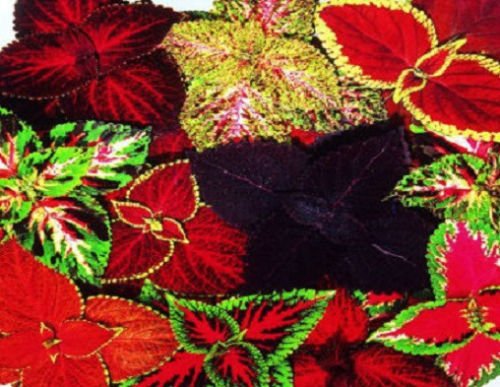 Coleus Samen 50 Samen Regenbogen Grimes Mix Blumensamen von SVI