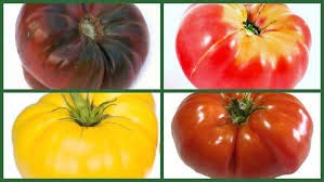 Combo Brandywine Gelb Rot Schwarz PINK Tomato 30 SEEDS Seltene Beefsteak ORGANIC Combo Brandywine Gelb Rot Schwarz PINK Tomato 30 SEEDS Seltene Beefsteak ORGANIC von SVI
